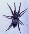 A pókok 'félelemhálózatot' aktiválnak
