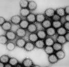 Vírus nyomait találták a Glaxo rotavírus elleni vakcinájában