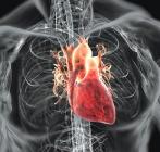 Csökkenti a szív- és érrendszeri betegségek kockázatát a fehérjeváltás