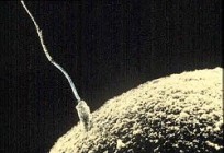 Meddig életképes a spermium?