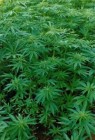 A cannabis orvosi célú használata Ausztriában
