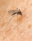 Szúnyogok által terjesztett betegségek
