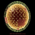 Az influenzavírus újabb titkairól lebbentették fel a fátylat japán tudósok