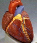 A szív körüli zsírszövet károsabb, mint a pocak