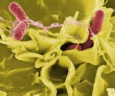 A baktériumok egymás közti harcából születhetnek új antibiotikumok