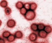Az influenzavírus jobban terjed száraz levegõben