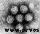 Kétmillió életet menthet meg a rotavírus elleni oltás
