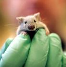 Sikeresen kezeltek Parkinson-kóros egereket nõi méhbõl származó õssejtekkel