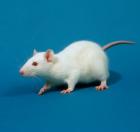 Baktériumoktól okosodnak az egerek