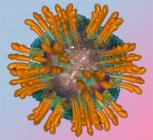 Új nyálteszt segíti a Hepatitis C szûrést