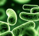 Terjednek a gyógyszereknek ellenálló baktériumok Európában