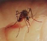 Terjed a Dengue-láz
