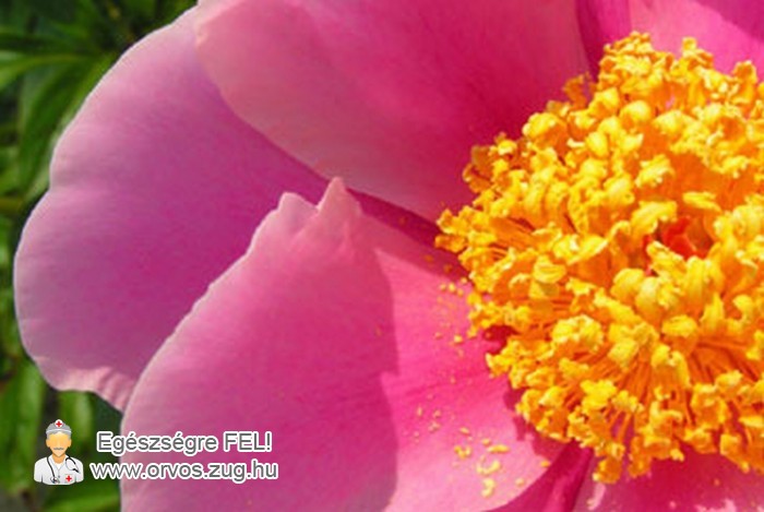 Virágpor - az allergia egyik okozója