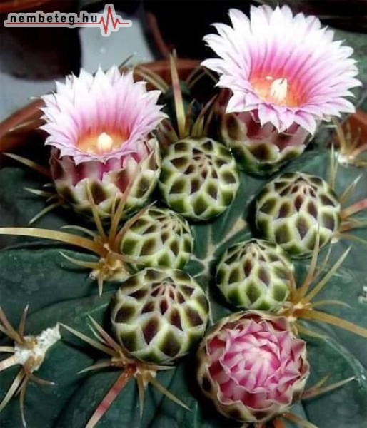 Különleges kaktusz virágzás