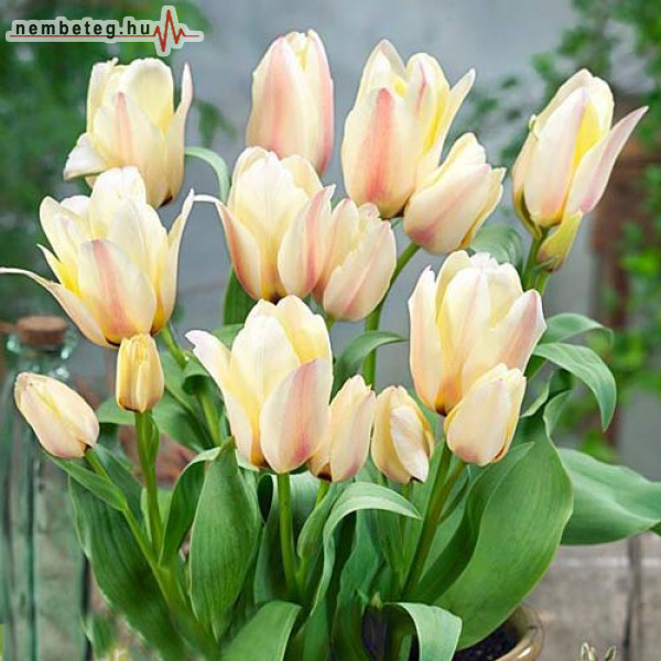 Albion tulipán