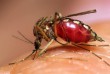 Malária (váltóláz), szúnyog által terjed