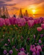 Tulipános rét