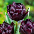 Tulipán Black Hero