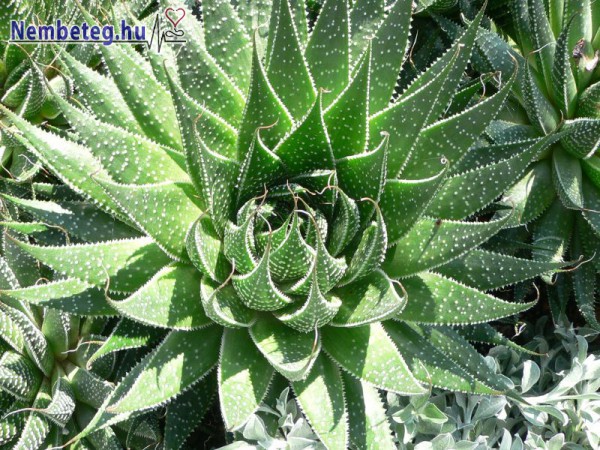 Aloe - gyógynövény