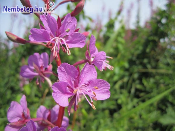 Kisvirágú füzike - gyógynövény