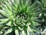 Aloe - gyógynövény