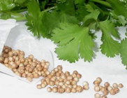 Koriander- nemcsak fűszer, gyógynövény is